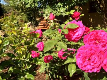 róża angielska fisherman's friend