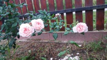 róża angielska heritage