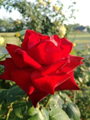 roza_czerwona różą czerwona