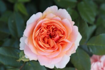 róża łososiowa chippendale