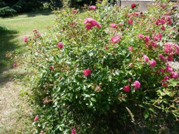 róża okrywowa lovely fairy