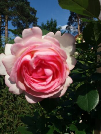 róża parkowa eden rose