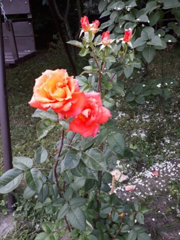 róża parkowa pomarańczowo zółta