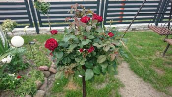 róża pienna barbara