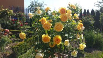 róża pienna lemon parody