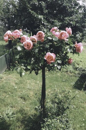 róża pienna leonardo da vinci