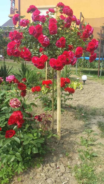 róża pienna mercury