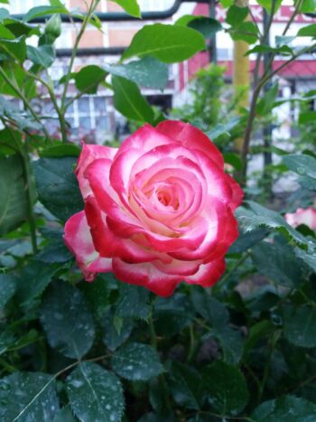 róża rabatowa monaco