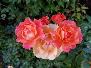 róża rabatowa pomarańczowa