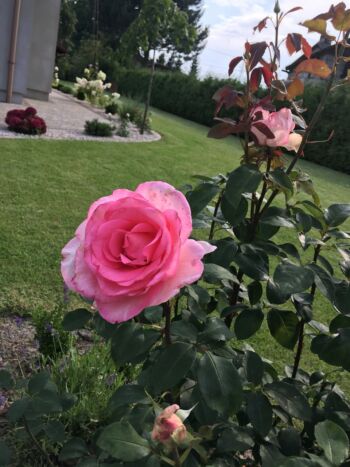 róża wielkokwiatowa candlelight