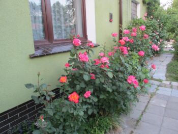 różana rabata koło domu