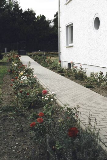 różana rabata koło domu