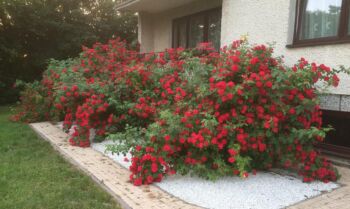 różana rabata róże pnące