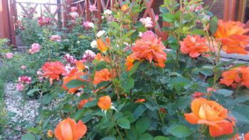 róże wielkokwiatowe rabatowe