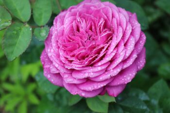 róża miniaturowa heidi klum