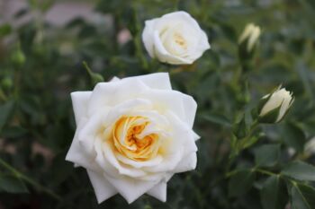 róża miniaturowa honey milk