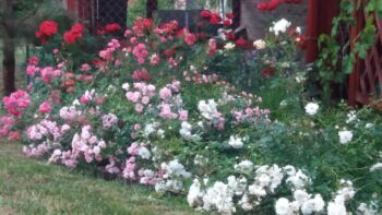 róże odmiany okrywowe