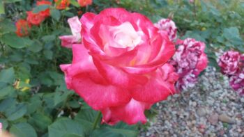 róże rabatowe długo kwitnące