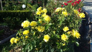 róże rabatowe odmiany