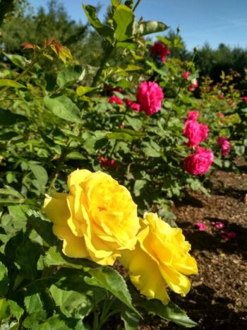 róże rabatowe zółte i różowe