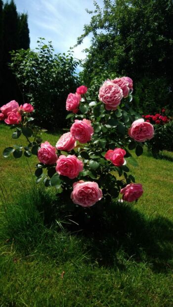 róża różowa wielkokwiatowa