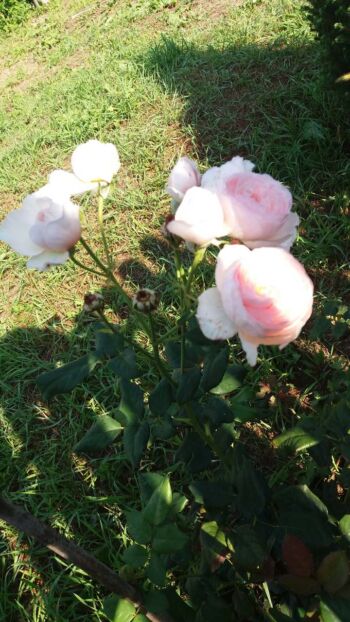 róże wielkokwiatowe