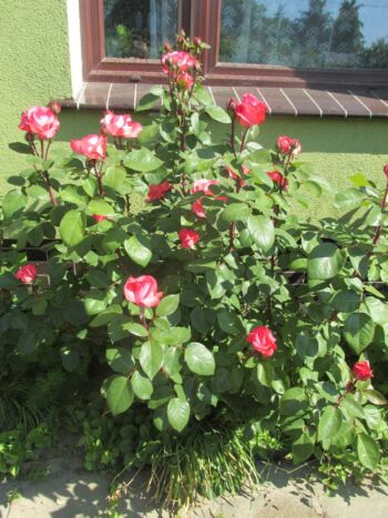 róże wielkokwiatowe aachener dom