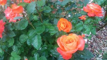 róże wielkokwiatowe pomarańczowe tanakinom
