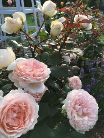 róża wielkokwiatowa sweet parole