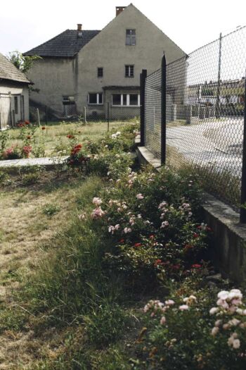 różne odmiany róż okrywowych