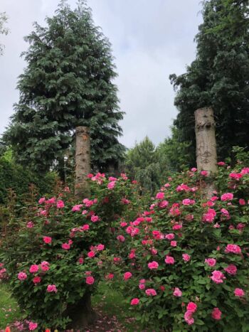 różowe róże parkowe