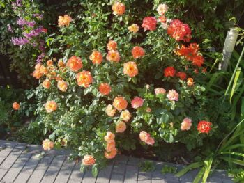 samaritan barwna i pachnąca róża rabatowa