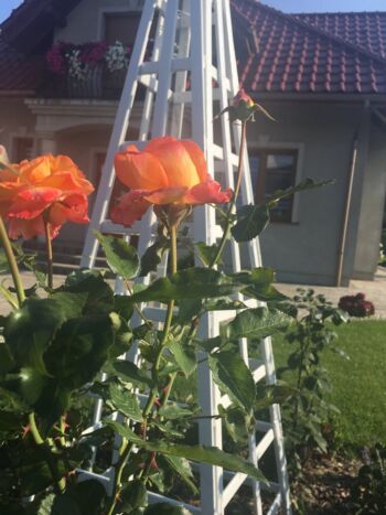 speelwark róża wielkokwiatowa