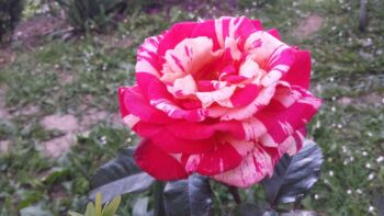 vanille fraise róże pnące