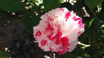 vanille fraise wielobarwne róże pnące