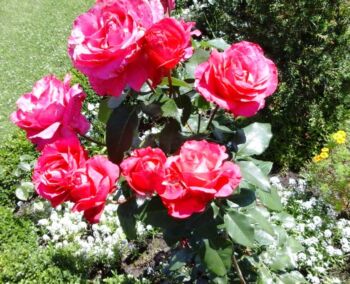 venrosa czerwona róża wielkokwiatowa