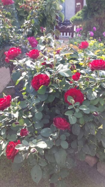 wielkokwiatowe róże czerwone