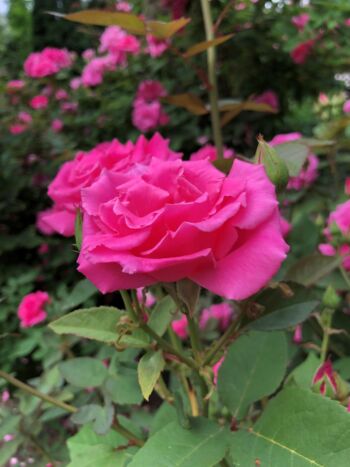 wielkokwiatowe róże różowe