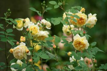 żółte róże wielkokwiatowe