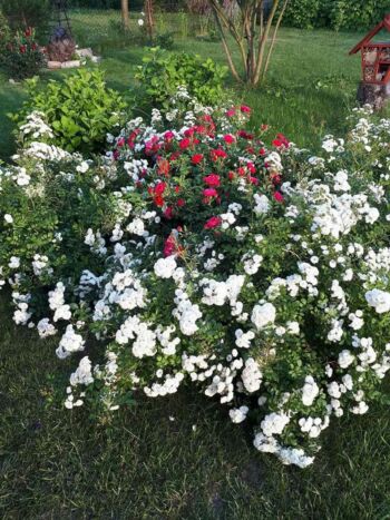 alba rose i mercury róże okrywowe