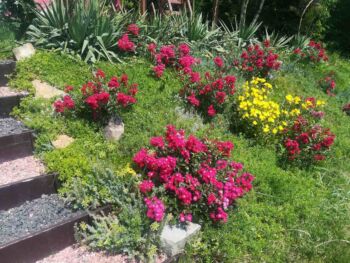 alberich wytrzymałe róże okrywowe