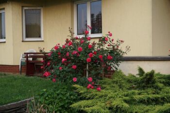 aleksander mackenzi kanadyjskie niezniszczalne róże krzaczaste