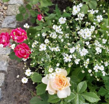 aleksander mackenzi oraz sourire du havre