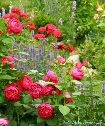 ascot róża wielkokwiatowa