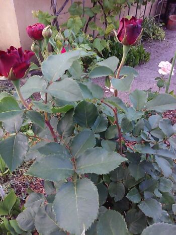 barbara czarne róże wielkokwiatowe