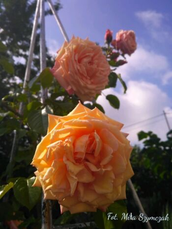 barock róża pnąca