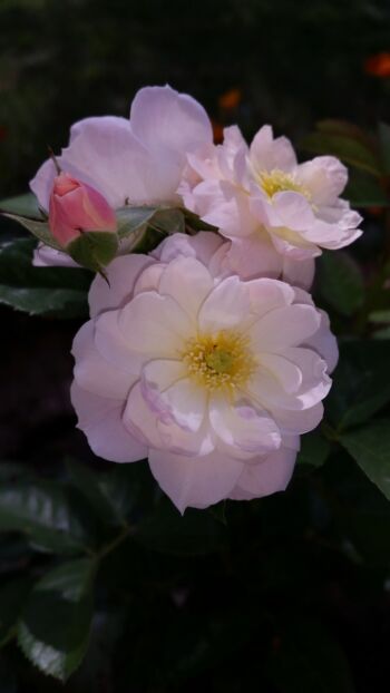 bouquet parfait róże krzaczaste