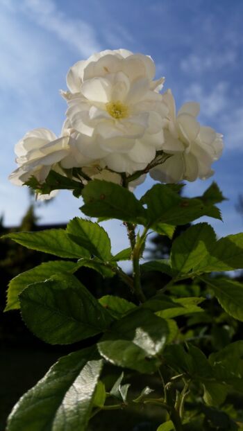 bouquet parfait krzaczaste mieszaniec piżmowy