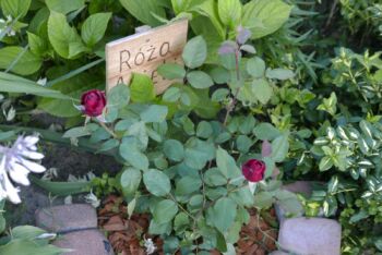 bordowa róża wielkokwiatowa