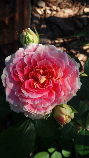 cesar róża parkowo pnąca